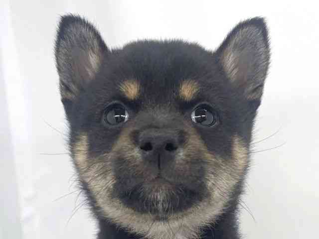 兵庫県の柴犬(標準サイズ) (ひごペットフレンドリーイオンタウン加古川店/2026年2月1日生まれ/女の子/黒)の子犬の1枚目の画像