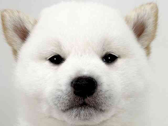 京都府の柴犬(標準サイズ) (ひごペットフレンドリーイズミヤショッピングセンター八幡店/2026年2月1日生まれ/男の子/白)の子犬の1枚目の画像