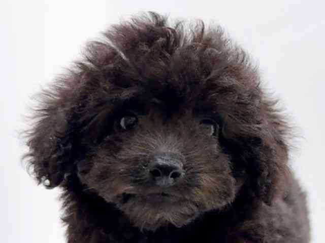 広島県のトイプードル(トイ) (ひごペットフレンドリーフジグラン神辺店/2026年1月27日生まれ/女の子/グレー)の子犬の1枚目の画像