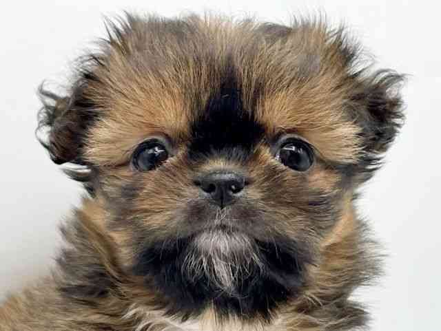 奈良県のチワズー/チワシーズ(チワワ×シーズー) (ひごペットフレンドリートナリエ大和高田店/2026年2月2日生まれ/女の子/ゴールドホワイト)の子犬の1枚目の画像