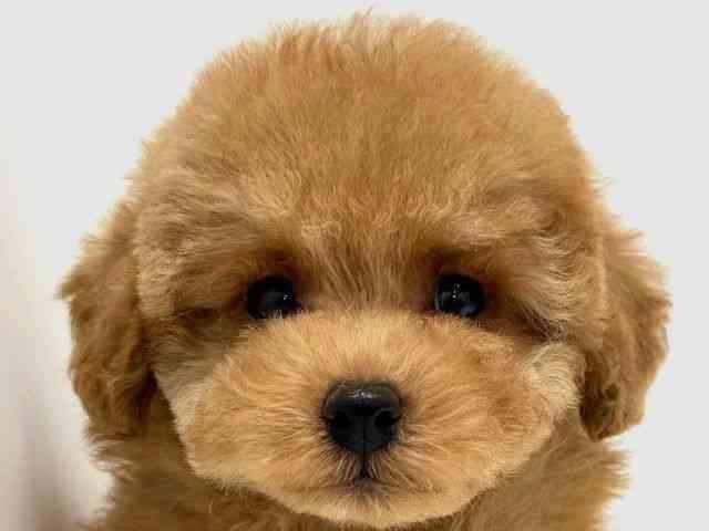 大阪府のトイプードル(トイ) (ひごペットフレンドリーくずはモール店/2026年1月30日生まれ/男の子/レッドフォーン)の子犬の1枚目の画像