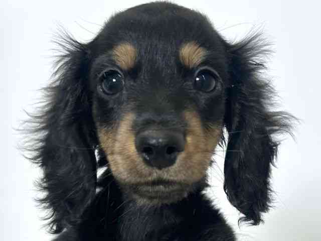 大阪府のカニンヘンダックスフンド(ロング) (ひごペットフレンドリーアクロスプラザ住之江店/2026年1月21日生まれ/男の子/ブラックタン)の子犬の1枚目の画像