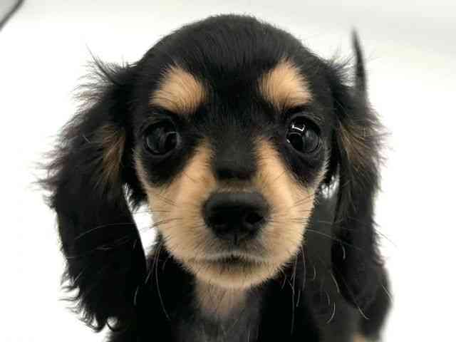 京都府のカニンヘンダックスフンド(ロング) (ひごペットフレンドリーイオンモール高の原店/2026年1月21日生まれ/女の子/ブラックイエロー)の子犬の1枚目の画像