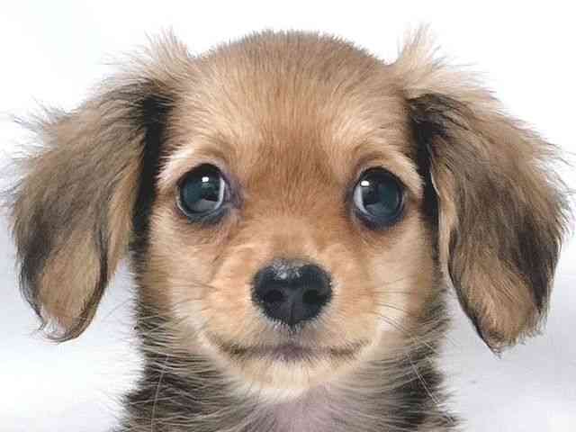 大阪府のチワックス(チワワ×ダックス) (ひごペットフレンドリー堺プラットプラット店/2026年1月25日生まれ/女の子/シェーデットレッド)の子犬の1枚目の画像