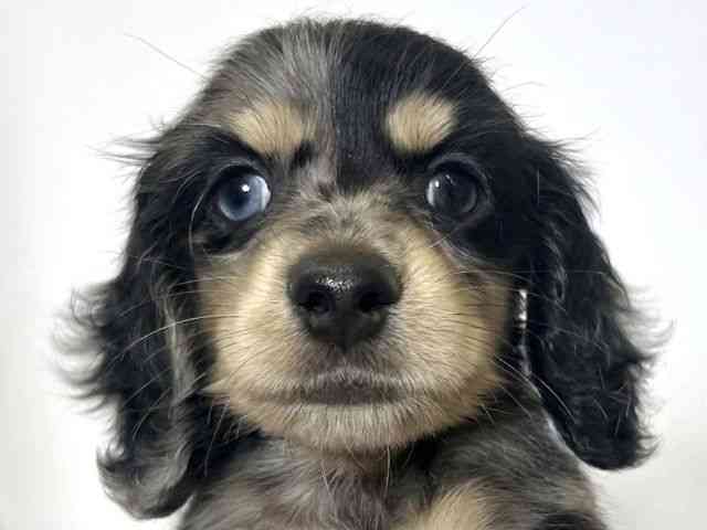 大阪府のカニンヘンダックスフンド(ロング) (ひごペットフレンドリーアクロスプラザ住之江店/2026年1月23日生まれ/男の子/シルバーダップル)の子犬の1枚目の画像