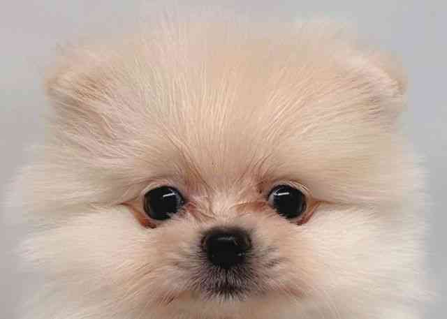 鳥取県のポメラニアン (ひごペットフレンドリーイオンモール鳥取北店/2026年2月1日生まれ/男の子/クリーム)の子犬の1枚目の画像