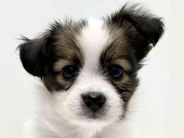 愛知県のパピヨン (ひごペットフレンドリーららぽーと名古屋みなとアクルス店/2026年1月24日生まれ/男の子/ホワイトブラウン)の子犬の1枚目の画像