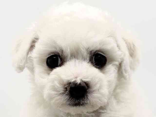 兵庫県のビションフリーゼ (ひごペットフレンドリークラウンパーク伊丹店/2026年2月1日生まれ/女の子/ホワイト)の子犬の1枚目の画像