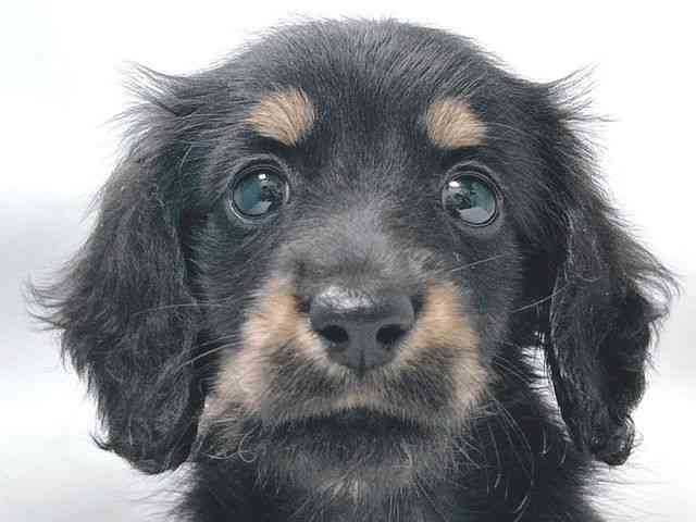 大阪府のミニチュアダックスフンド(ロング) (ひごペットフレンドリー堺プラットプラット店/2026年1月29日生まれ/女の子/ブラックタン)の子犬の1枚目の画像