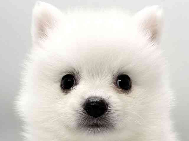 京都府の日本スピッツ (ひごペットフレンドリー京都店/2026年2月1日生まれ/男の子/ホワイト)の子犬の1枚目の画像