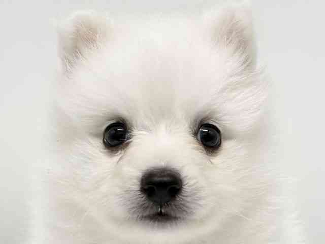 大阪府の日本スピッツ (ひごペットフレンドリーイオンタウン豊中庄内店/2026年2月1日生まれ/男の子/ホワイト)の子犬の1枚目の画像