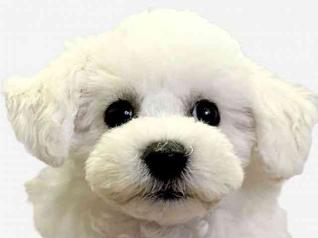 愛媛県のビションフリーゼ (ひごペットフレンドリーエミフルMASAKI店/2026年2月1日生まれ/男の子/ホワイト)の子犬