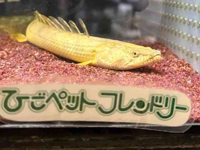 その他[ポリプテルス コンギクス コンゴ産] | ひごペットフレンドリー 
