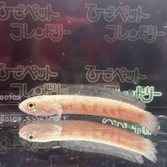 コウタイ[コウタイ スーパーレッド タイガー] | ひごペット