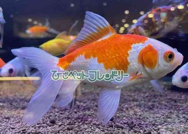 ジャンボオランダ獅子頭 入荷情報】良福観賞魚産 ジャンボオランダ獅子頭 | アクアヒーリング