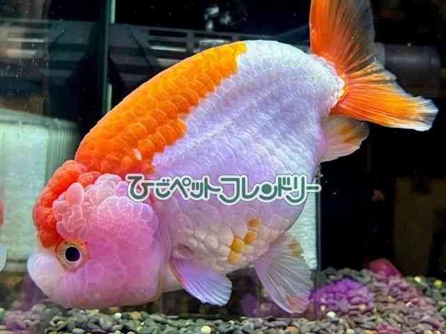 ランチュウ[らんちゅう 赤／更紗] | ひごペットフレンドリー 【 公式