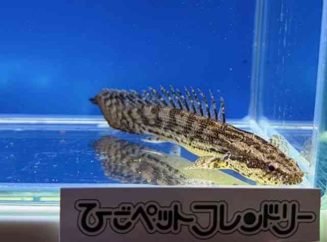 その他[ポリプテルス・ラプラディ×エンドリケリー] | ひごペット 