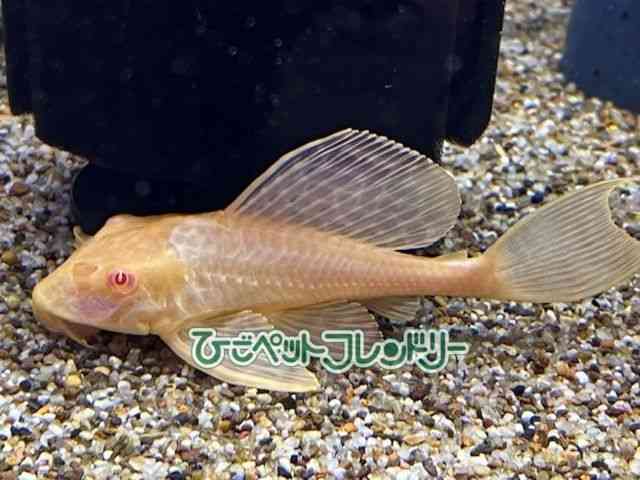 その他（中・大型）[アルビノセルフィンプレコ] | ひごペット