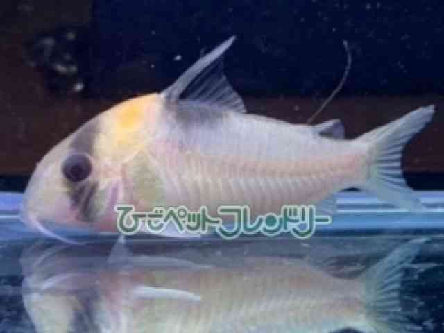 コリドラスバーゲシー４匹 コリドラス ラインバーゲシー｜コリドラスの仲間 - Corydoras