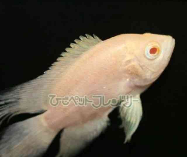 アルビノタイガーオスカーロングフィン　熱帯魚 オスカー[ロングフィンアルビノタイガーオスカー] | ひごペット