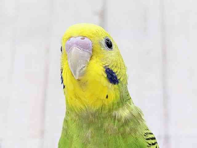 セキセイインコ[【グリーンオパーリン】フェスタ開催中！2026年3月31日