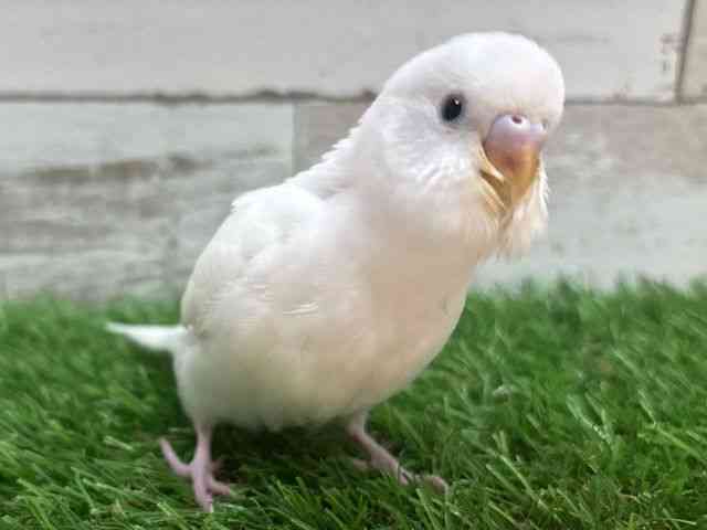 セキセイインコ[ダブルファクター] | ひごペットフレンドリー 【 公式