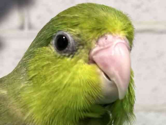 
                    マメルリハ