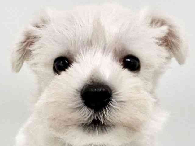 大阪府のミニチュアシュナウザー (ひごペットフレンドリーイオンタウン豊中庄内店/2026年2月3日生まれ/男の子/ホワイト)の子犬の1枚目の画像