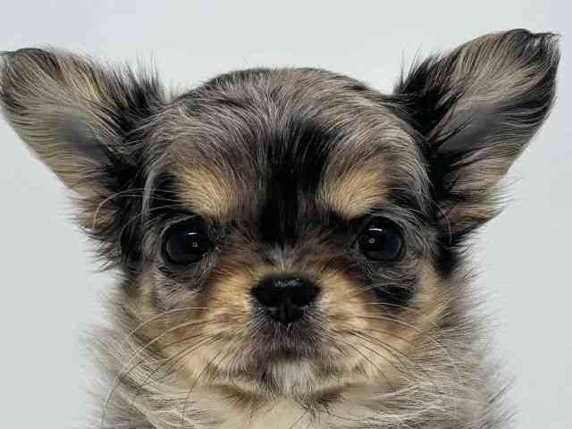 大阪府のチワワ(ロング) (ひごペットフレンドリーセブンパーク天美店/2026年2月1日生まれ/女の子/ブルーマールホワイト)の子犬の1枚目の画像