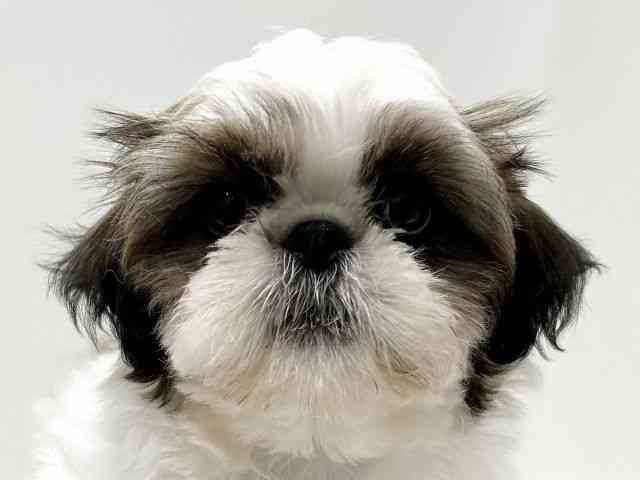 愛知県のシーズー (ひごペットフレンドリーららぽーと名古屋みなとアクルス店/2026年1月29日生まれ/男の子/ゴールドホワイト)の子犬の1枚目の画像