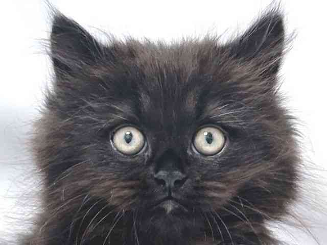 大阪府のマンチカン (ひごペットフレンドリー堺プラットプラット店/2026年1月28日生まれ/男の子/ブラックスモーク)の子猫の1枚目の画像