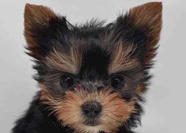 鳥取県のヨークシャーテリア (ひごペットフレンドリーイオンモール鳥取北店/2026年1月25日生まれ/女の子/スチールブルータン)の子犬の1枚目の画像