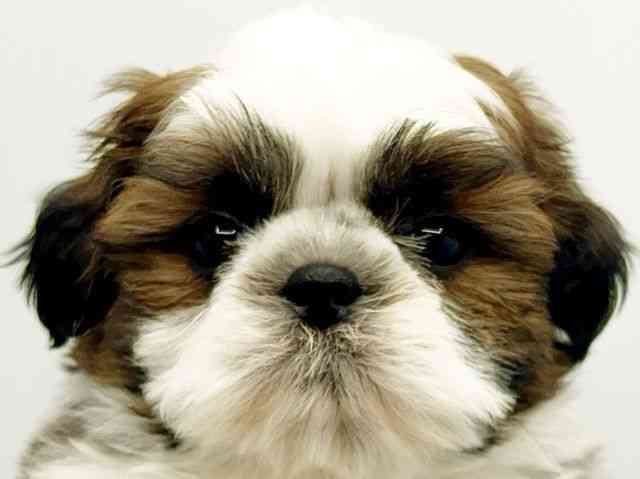 大阪府のシーズー (ひごペットフレンドリーみのおキューズモール店/2026年2月1日生まれ/男の子/ホワイトゴールド)の子犬の1枚目の画像