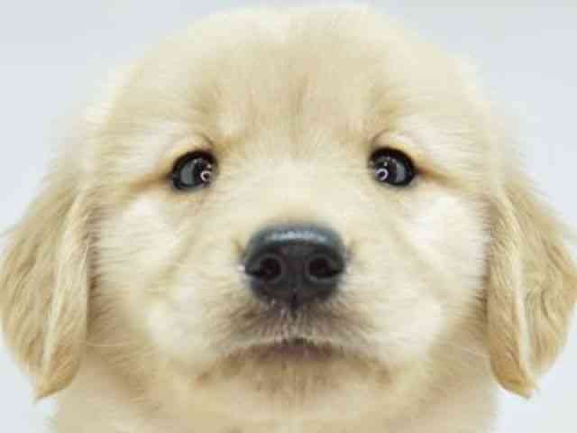 福岡県のゴールデンレトリバー (ひごペットフレンドリーゆめタウン筑紫野店/2026年2月3日生まれ/女の子/ゴールデン)の子犬の1枚目の画像