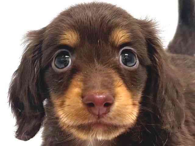 奈良県のミニチュアダックスフンド(ロング) (ひごペットフレンドリー奈良パワーシティ店/2026年1月30日生まれ/男の子/チョコレートタン)の子犬の1枚目の画像