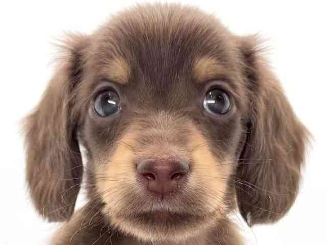 大阪府のミニチュアダックスフンド(ロング) (ひごペットフレンドリーイオンそよら海老江店/2026年1月30日生まれ/男の子/チョコレートタン)の子犬の1枚目の画像