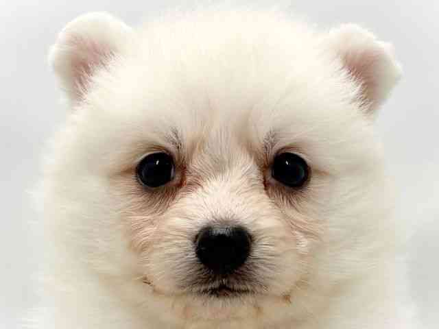 大阪府の日本スピッツ (ひごペットフレンドリー東淀川店/2026年2月1日生まれ/女の子/ホワイト)の子犬の1枚目の画像