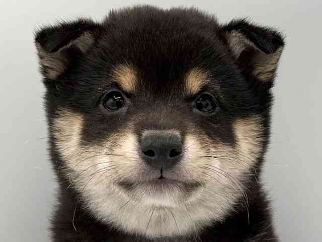 大阪府の柴犬(標準サイズ) (ひごペットフレンドリーららぽーとEXPOCITY店/2026年2月1日生まれ/男の子/黒)の子犬の1枚目の画像