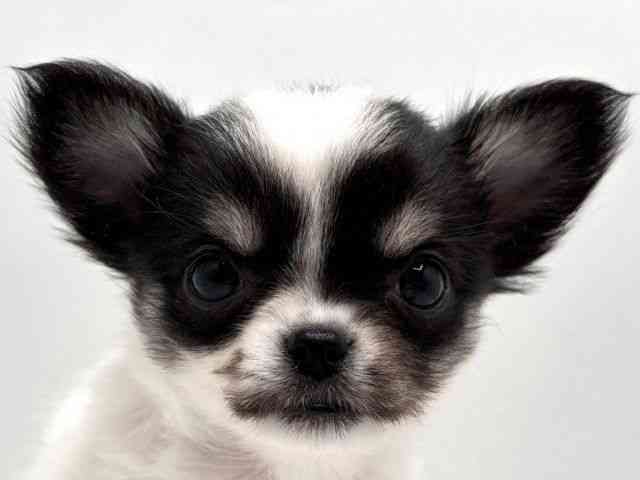 奈良県のチワワ(ロング) (ひごペットフレンドリー田原本店/2026年2月1日生まれ/女の子/ホワイトブラックタン)の子犬の1枚目の画像