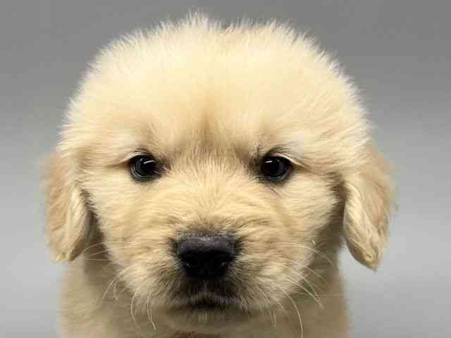 徳島県のゴールデンレトリバー (ひごペットフレンドリーゆめタウン徳島店/2026年1月30日生まれ/男の子/ゴールデン)の子犬の1枚目の画像