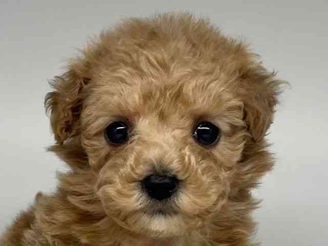 徳島県のトイプードル(トイ) (ひごペットフレンドリーゆめタウン徳島店/2026年1月24日生まれ/女の子/アプリコット)の子犬の1枚目の画像