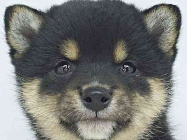 福岡県の柴犬(標準サイズ) (ひごペットフレンドリーゆめタウン筑紫野店/2026年2月2日生まれ/女の子/黒)の子犬の1枚目の画像