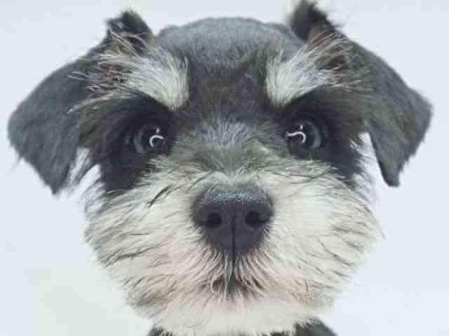 福岡県のミニチュアシュナウザー (ひごペットフレンドリーゆめタウン筑紫野店/2026年1月27日生まれ/女の子/ブラックシルバー)の子犬の1枚目の画像