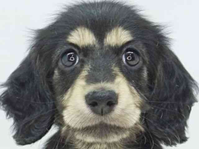 福岡県のミニチュアダックスフンド(ロング) (ひごペットフレンドリーゆめタウン筑紫野店/2026年1月31日生まれ/女の子/ブラックイエロー)の子犬の1枚目の画像