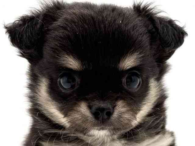 兵庫県のチワワ(ロング) (ひごペットフレンドリークラウンパーク伊丹店/2026年2月1日生まれ/女の子/ブラックタン)の子犬の1枚目の画像