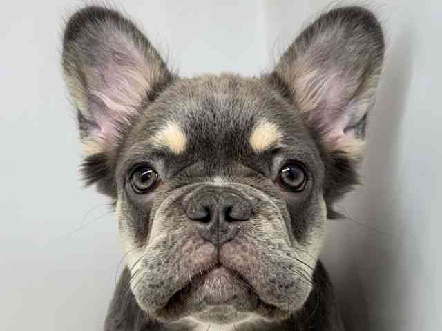 大阪府のフレンチブルドッグ (ひごペットフレンドリーセブンパーク天美店/2026年1月14日生まれ/男の子/ライラックタン)の子犬の1枚目の画像