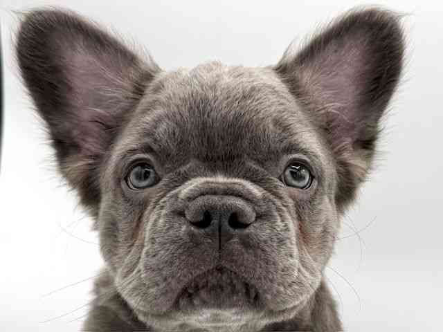 大阪府のフレンチブルドッグ (ひごペットフレンドリーららぽーとEXPOCITY店/2026年1月14日生まれ/男の子/ブルー)の子犬の1枚目の画像