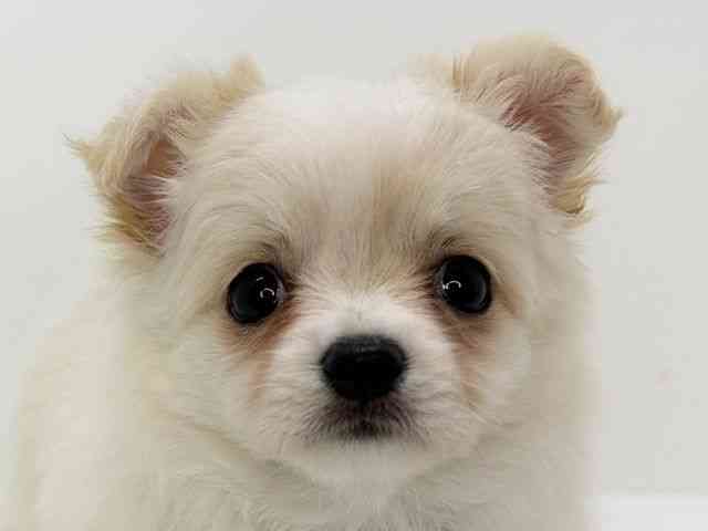 大阪府のチワワ(ロング) (ひごペットフレンドリーいこらもーる泉佐野店/2026年2月3日生まれ/女の子/クリーム)の子犬