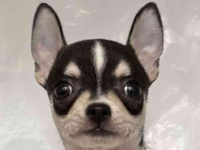 大阪府のチワワ(スムース) (ひごペットフレンドリー岸和田店/2026年2月4日生まれ/男の子/ブラックタンホワイト)の子犬