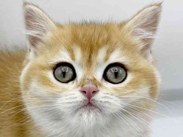 大阪府のブリティッシュショートヘアー (ひごペットフレンドリーららぽーとEXPOCITY店/2026年1月30日生まれ/女の子/ゴールデンティックドタビー)の子猫